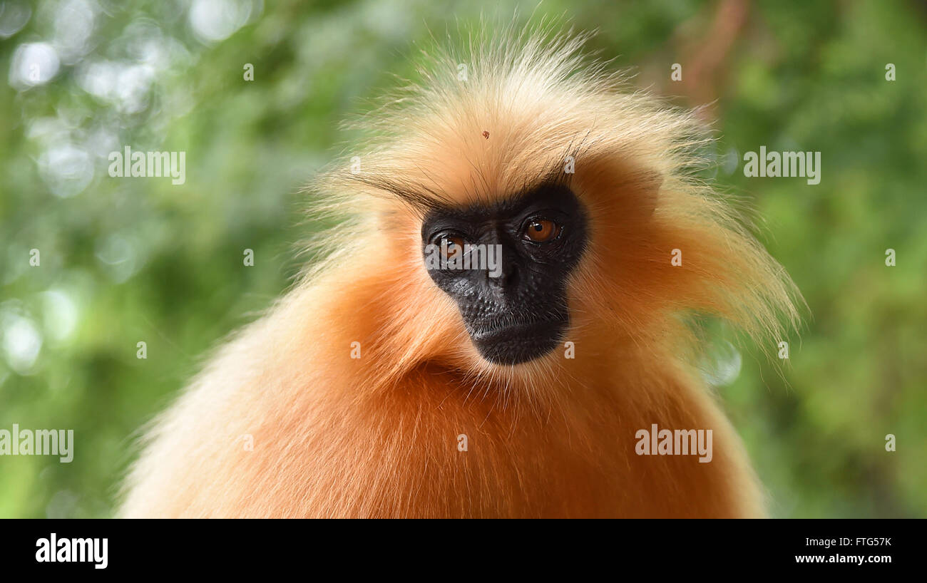 Di Gee golden langur (scimmia dorata) una scimmia del Vecchio Mondo trovato in Assam,l'India.it è uno dei più in pericolo di estinzione di specie di primati Foto Stock