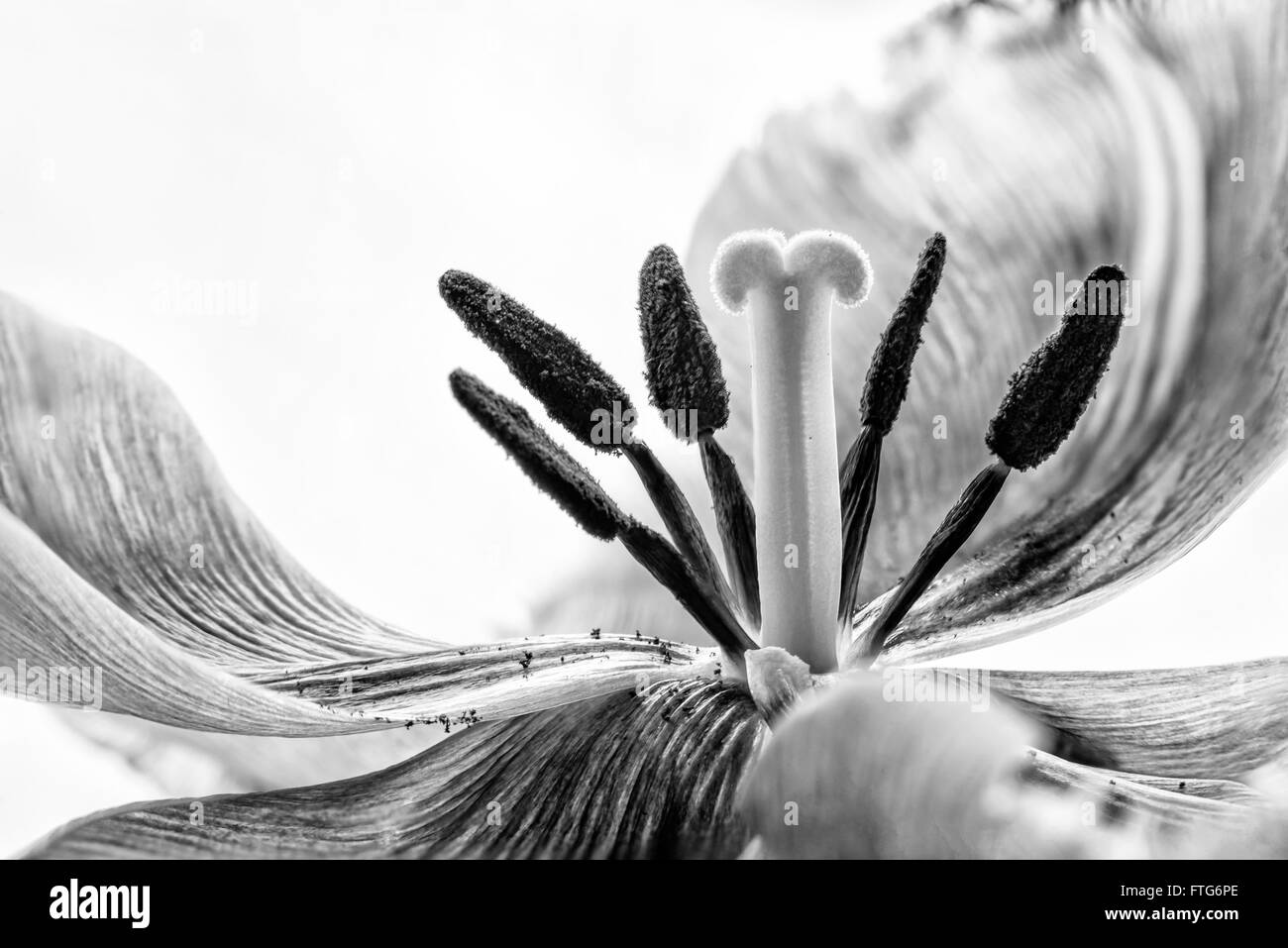 Stamem e pistillo foto macro di un rosa orlata tulip, tulipa crispa. Foto in bianco e nero. Foto Stock