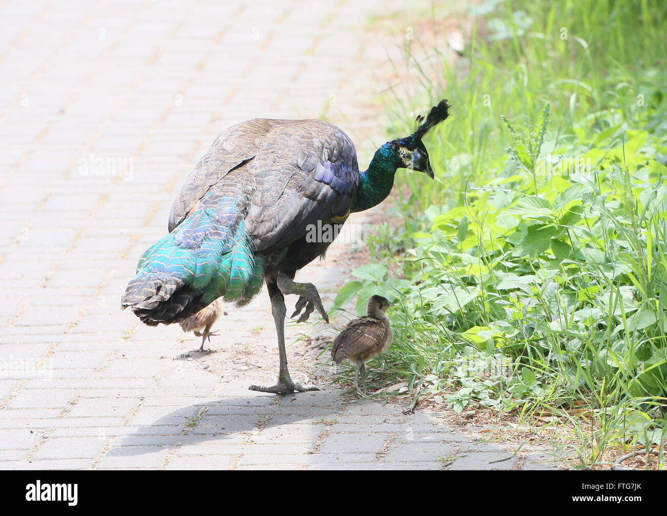 Femmina verde asiatici Peahen o Java peafowl (Pavo muticus) con due suoi pulcini Foto Stock