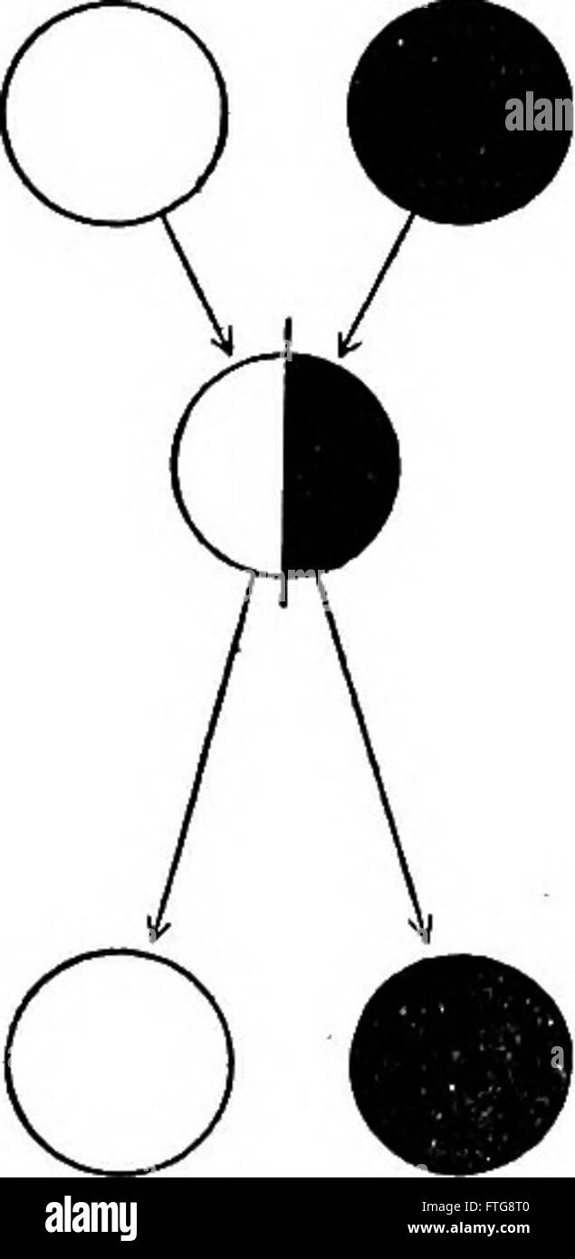 L'ereditarietà e l'ambiente in The Development of Men (1915) esplora le influenze dell'eredità genetica e dei fattori ambientali sullo sviluppo umano, fornendo un'analisi scientifica di questi aspetti chiave nel plasmare gli individui. Foto Stock