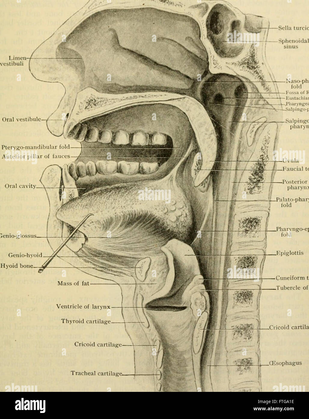 Anatomia Umana, tra cui la struttura e lo sviluppo e considerazioni di ordine pratico (1911) Foto Stock