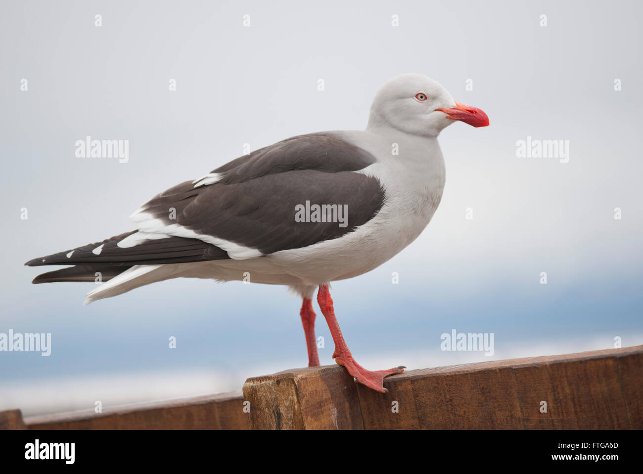 Un delfino gabbiano (nome scientifico leucophaeus scoresbii) tipico della Tierra del Fuego Foto Stock