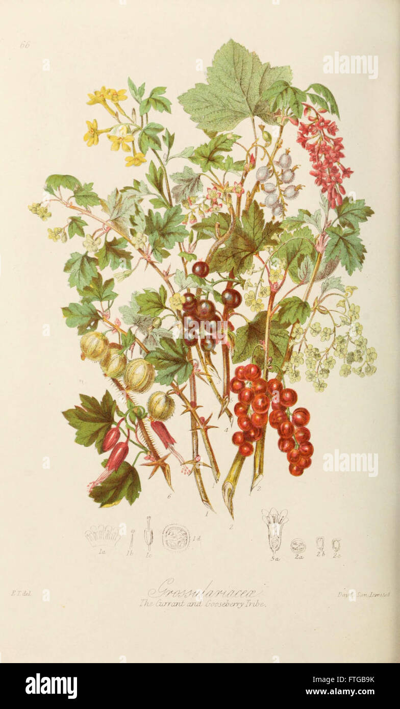 Una guida didattica che presenta illustrazioni degli ordini naturali delle piante, fornendo raggruppamenti dettagliati e descrizioni delle varie famiglie di piante e delle loro caratteristiche. La piastra 66 mostra queste illustrazioni. Foto Stock