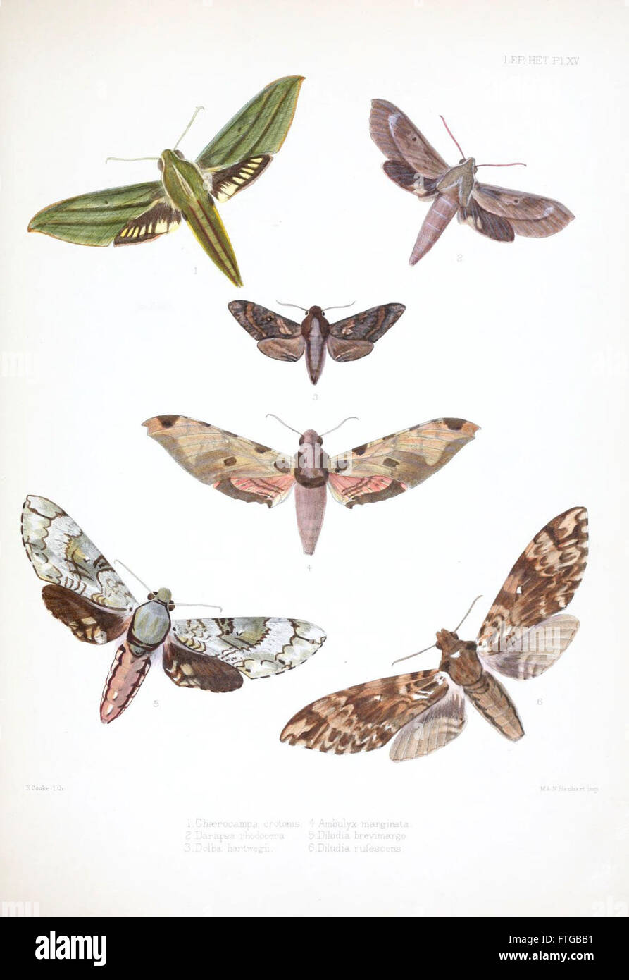 Questa illustrazione mostra esemplari tipici di Lepidoptera Heterocera della collezione del British Museum, offrendo rappresentazioni visive dettagliate delle specie di falena. Foto Stock