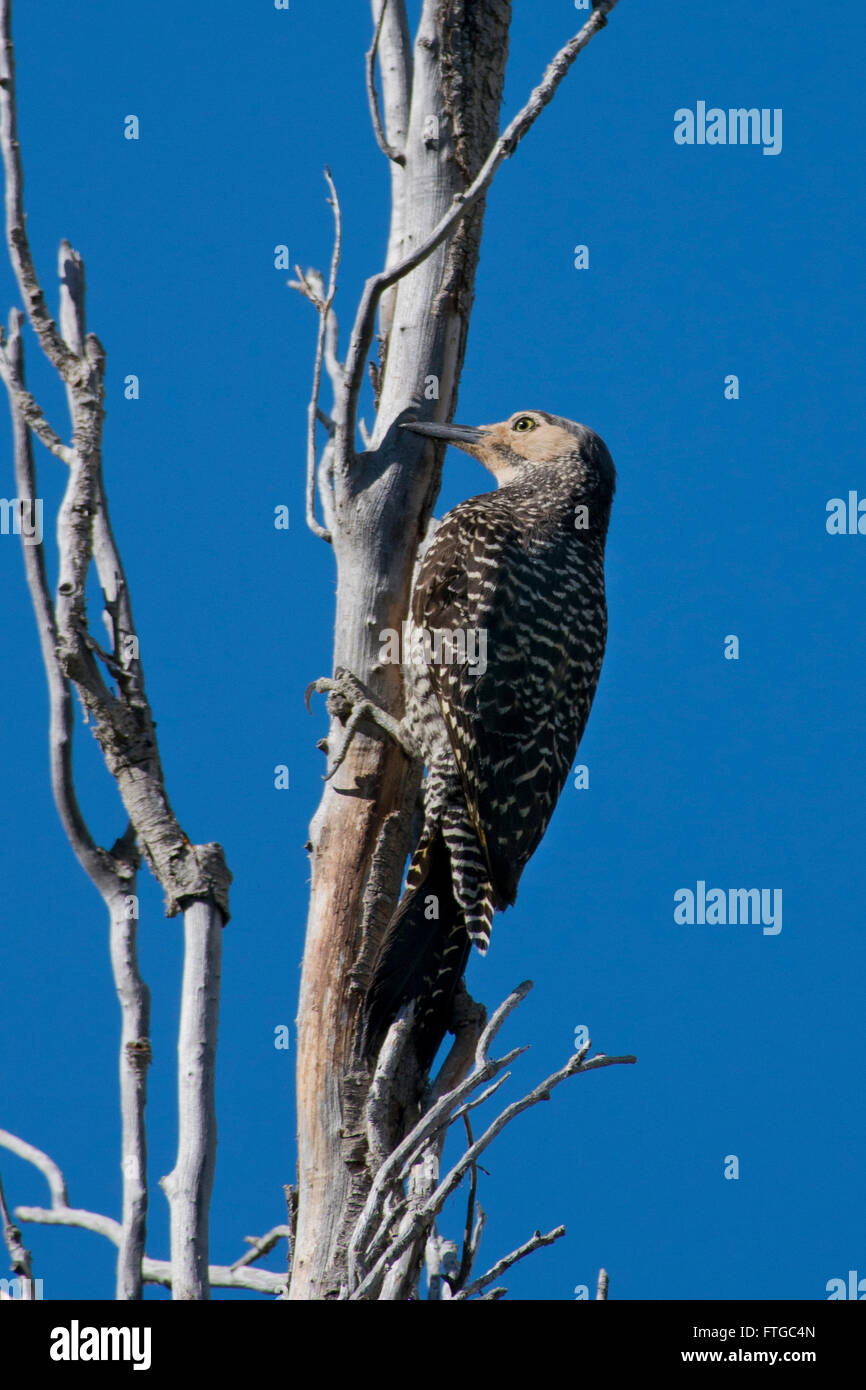 Flicker cileno (nome scientifico Colaptes Pitius) clinged ad un albero contro il cielo blu Foto Stock