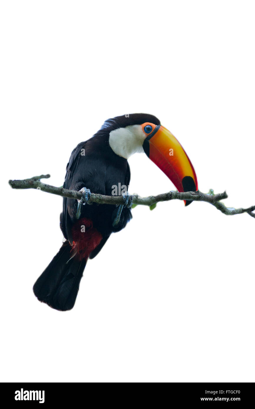 Colorate sitted toucan su un ramo isolato su uno sfondo bianco Foto Stock