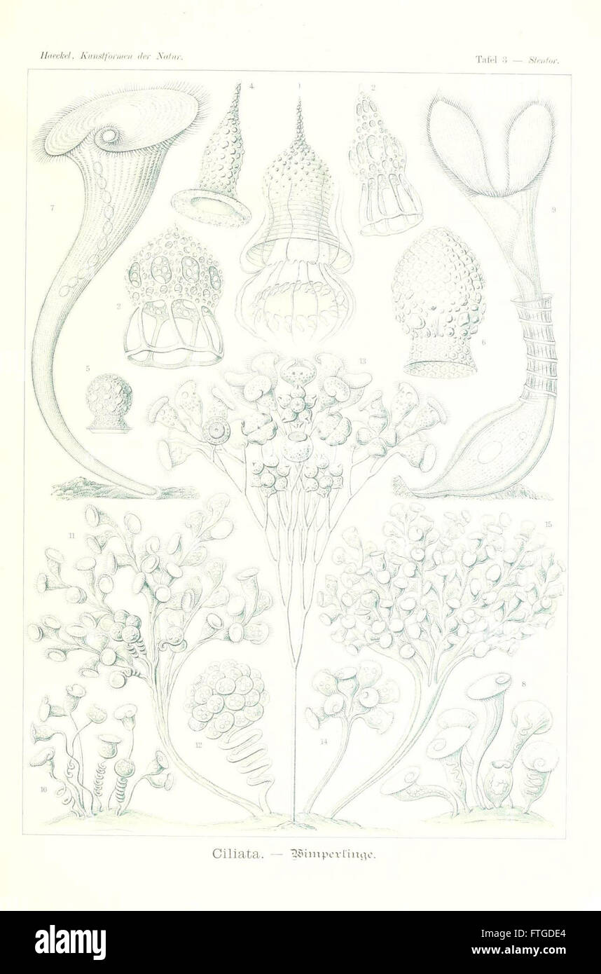 Un piatto dell'opera 'Kunstformen der Natur' di Ernst Haeckel, che mostra intricate raffigurazioni di forme naturali. Questa serie di illustrazioni unisce scienza e arte per evidenziare la bellezza delle strutture organiche e la simmetria biologica. Foto Stock