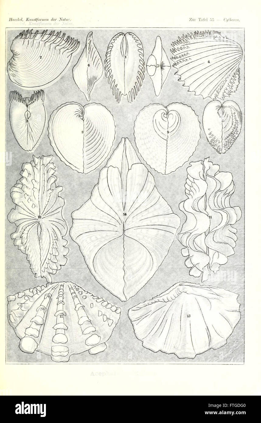 La lastra 55 di "Kunstformen der Natur" di Ernst Haeckel presenta intricate illustrazioni di varie forme naturali, evidenziando simmetria e struttura negli organismi biologici. Foto Stock