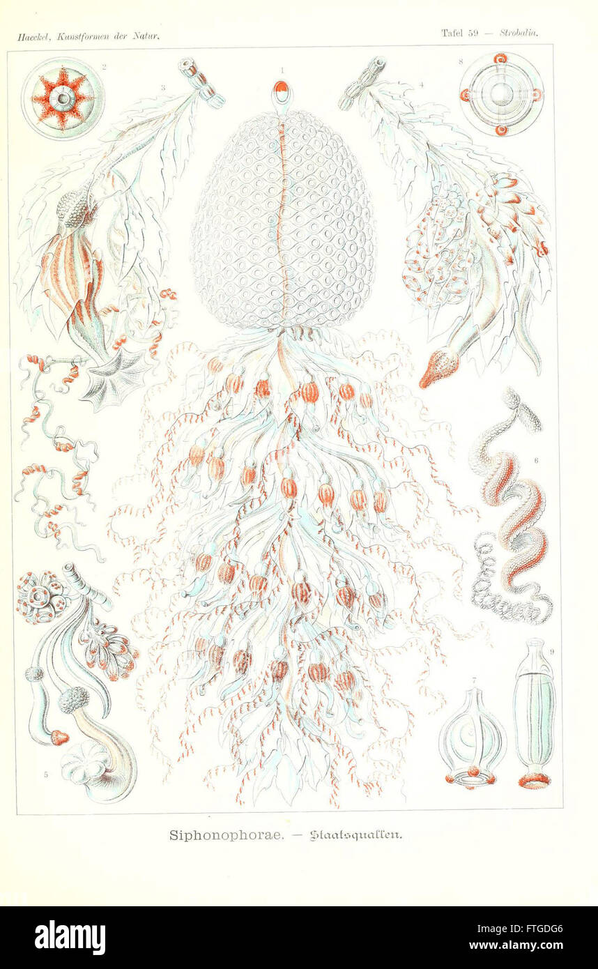 Questo piatto del 'Kunstformen der Natur' di Ernst Haeckel presenta illustrazioni dettagliate di forme naturali, che enfatizzano la bellezza e la complessità della vita attraverso l'arte scientifica. Foto Stock