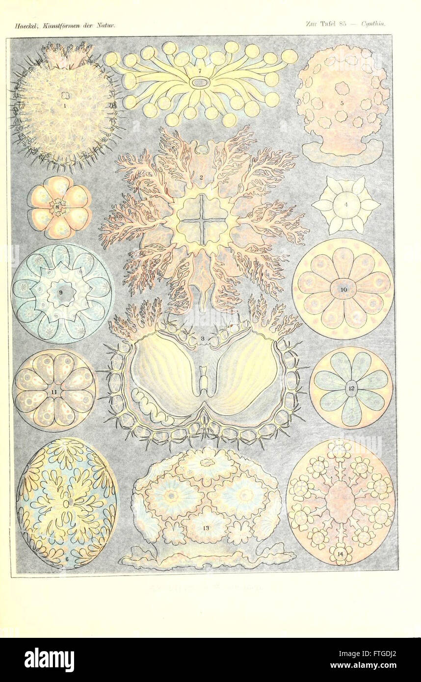 Un'illustrazione tratta dal lavoro di Ernst Haeckel del 1904 "Kunstformen der Natur", che raffigura le intricate forme naturali e i modelli trovati nella biologia, con particolare attenzione alla vita marina. Foto Stock