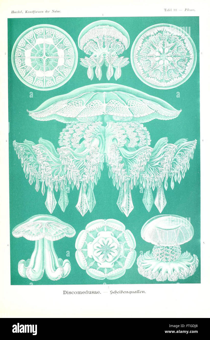 Questa illustrazione tratta dal Kunstformen der Natur di Ernst Haeckel (forme d'arte della natura) mette in mostra l'intricata bellezza degli organismi naturali, concentrandosi in particolare su una rappresentazione dettagliata di una specie marina. Il lavoro di Haeckel mirava a evidenziare il valore estetico e scientifico delle forme naturali. Foto Stock