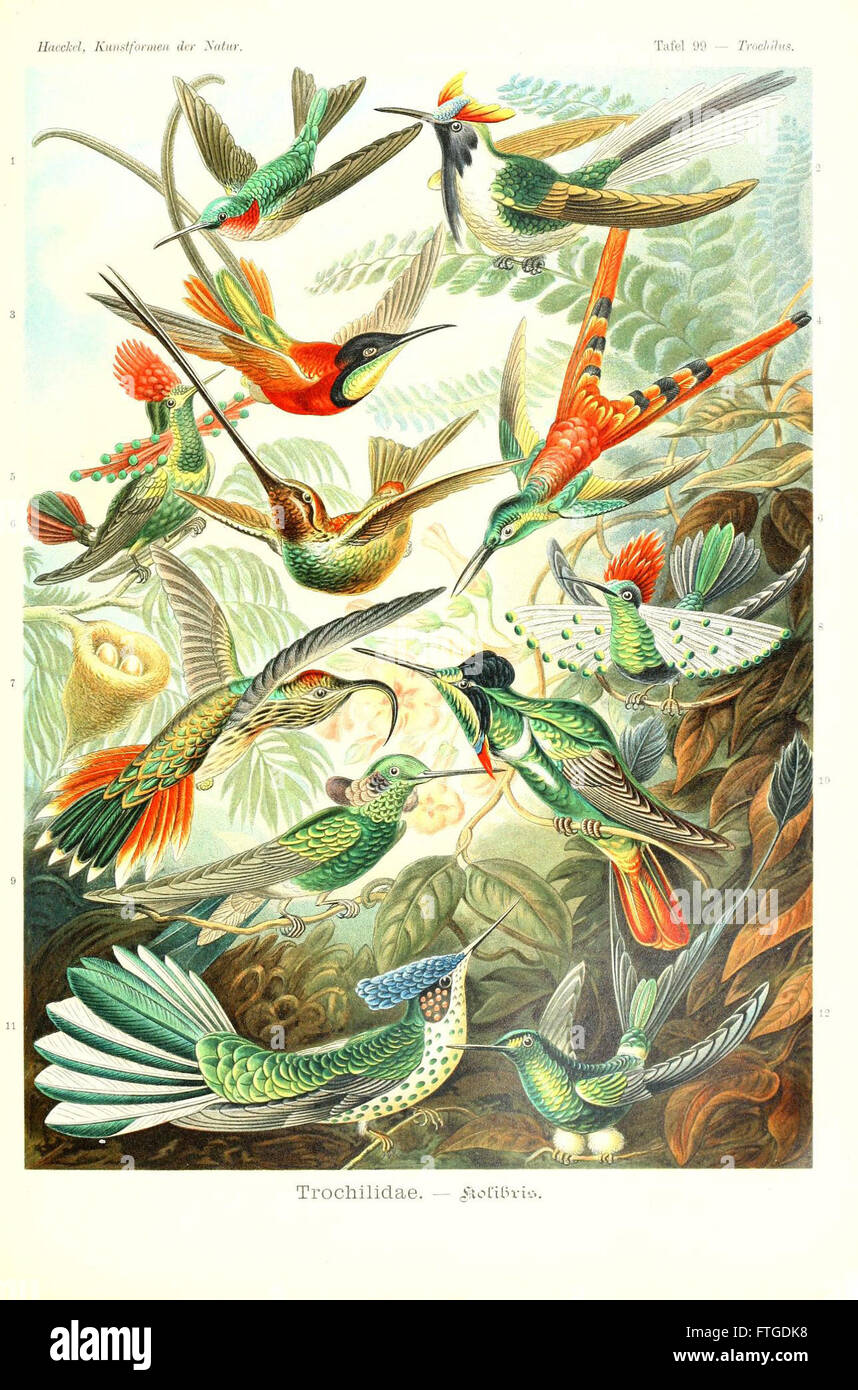 La lastra 99 di "Kunstformen der Natur" di Ernst Haeckel mostra dettagliate illustrazioni di forme naturali, sottolineando la bellezza e la complessità degli organismi in natura. Foto Stock