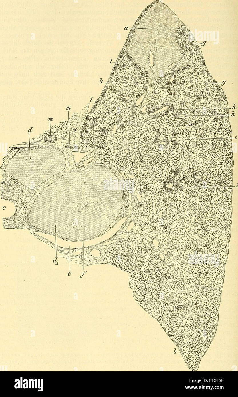 Lehrbuch der allgemeinen pathologischen Anatomie und Pathogenese (1887) è un libro di testo sull'anatomia patologica generale e la patogenesi, che fornisce spiegazioni dettagliate sui meccanismi delle malattie e sulle loro implicazioni anatomiche. Foto Stock