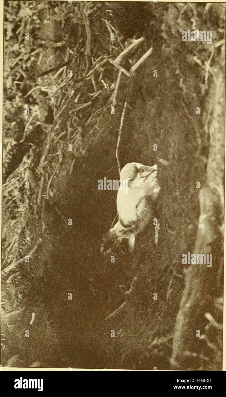 Carni di montone uccelli e altre specie di uccelli (1914) Foto Stock