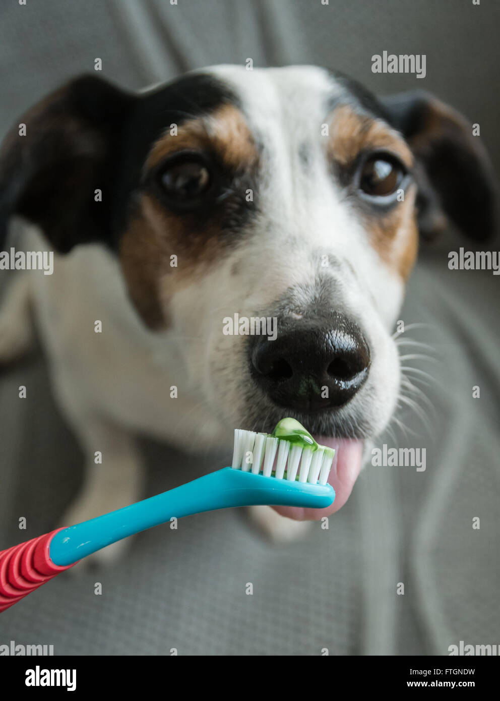 Jack Russell Terrier guardando verso la telecamera leccare dog friendly dentifricio da uno spazzolino da denti prima di avere i suoi denti puliti Foto Stock