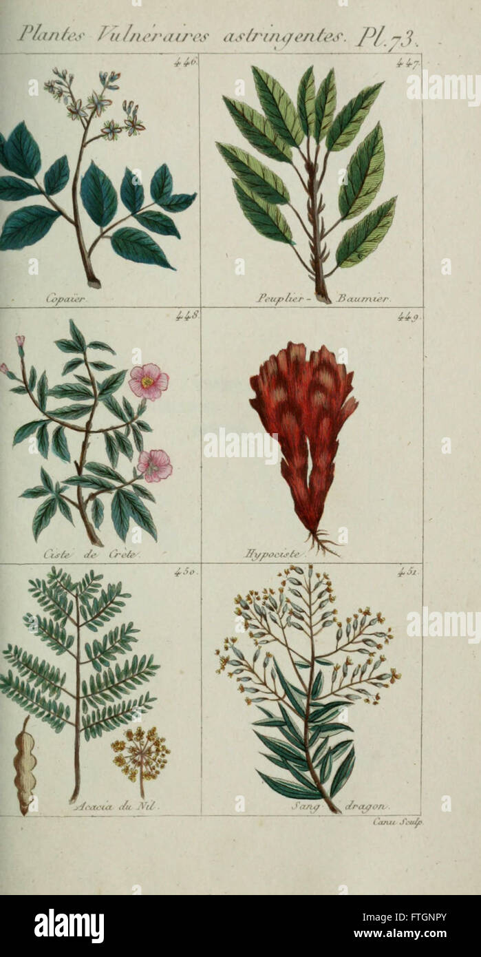 Plantes usuelles, indigC3A8nes et exotiques (Pl. 73) Foto Stock