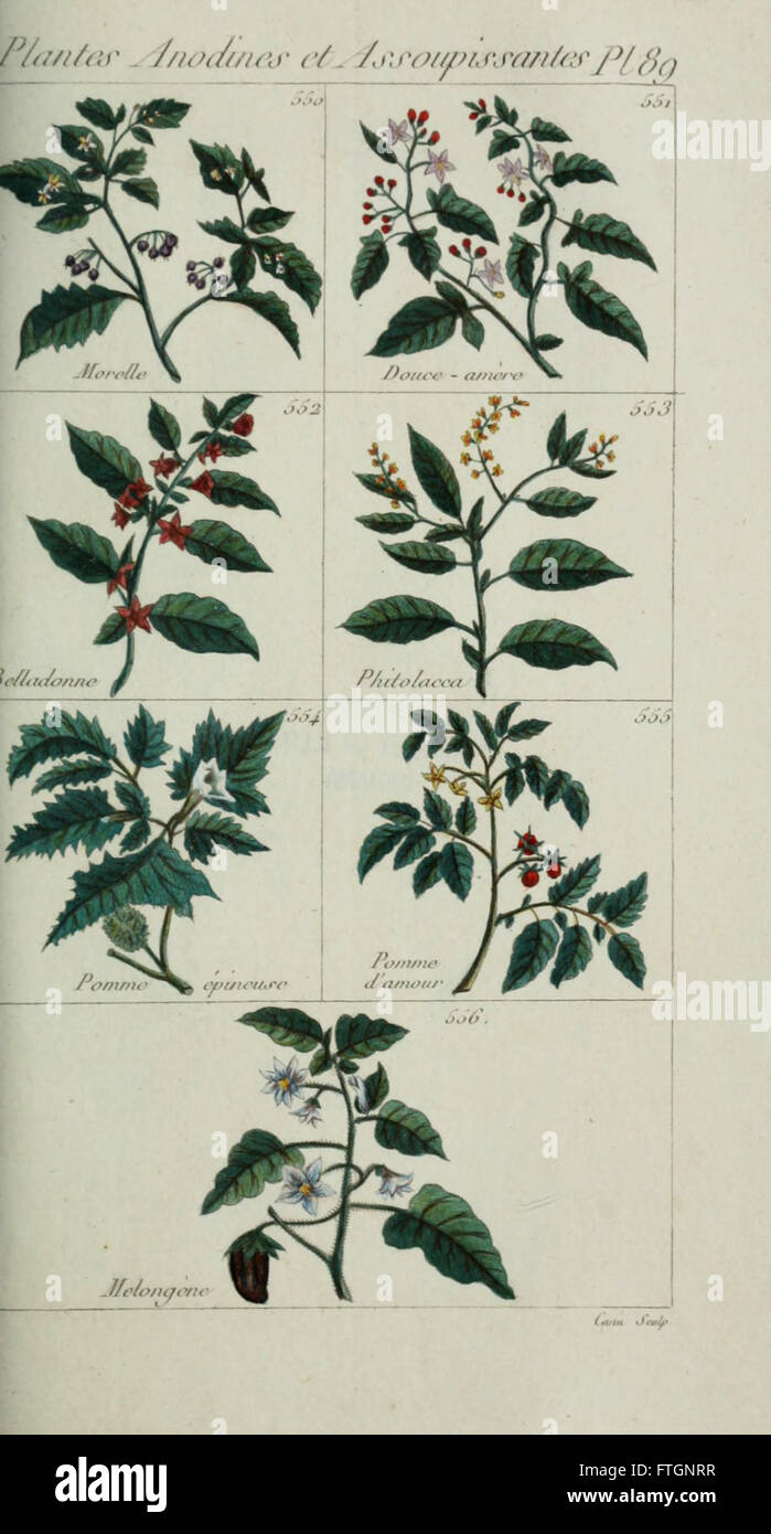 Plantes usuelles, indigC3A8nes et exotiques (Pl. 89) Foto Stock