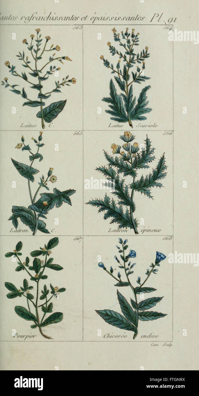 Plantes usuelles, indigC3A8nes et exotiques (Pl. 91) Foto Stock