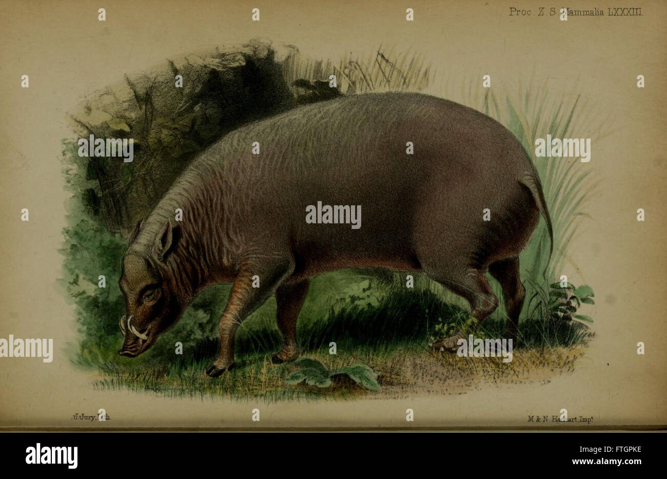 Il procedimento della Società Zoologica di Londra (piastra Mammalia LXXXIII) Foto Stock