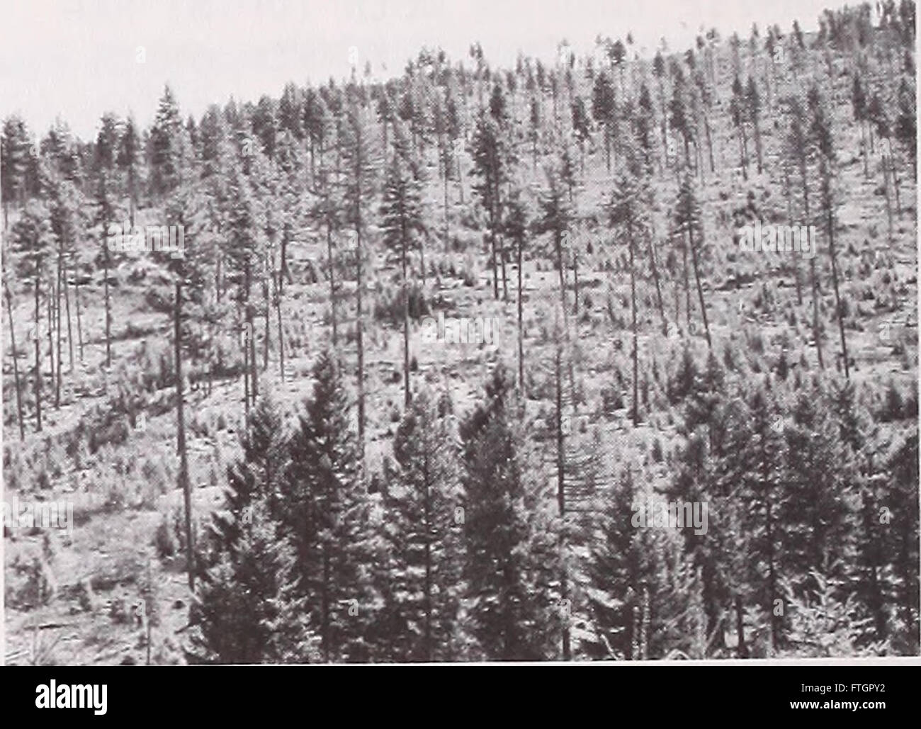 Tutela e valorizzazione dell'America di foreste e rangelands - 1986 risultati di ricerca (1987) Foto Stock