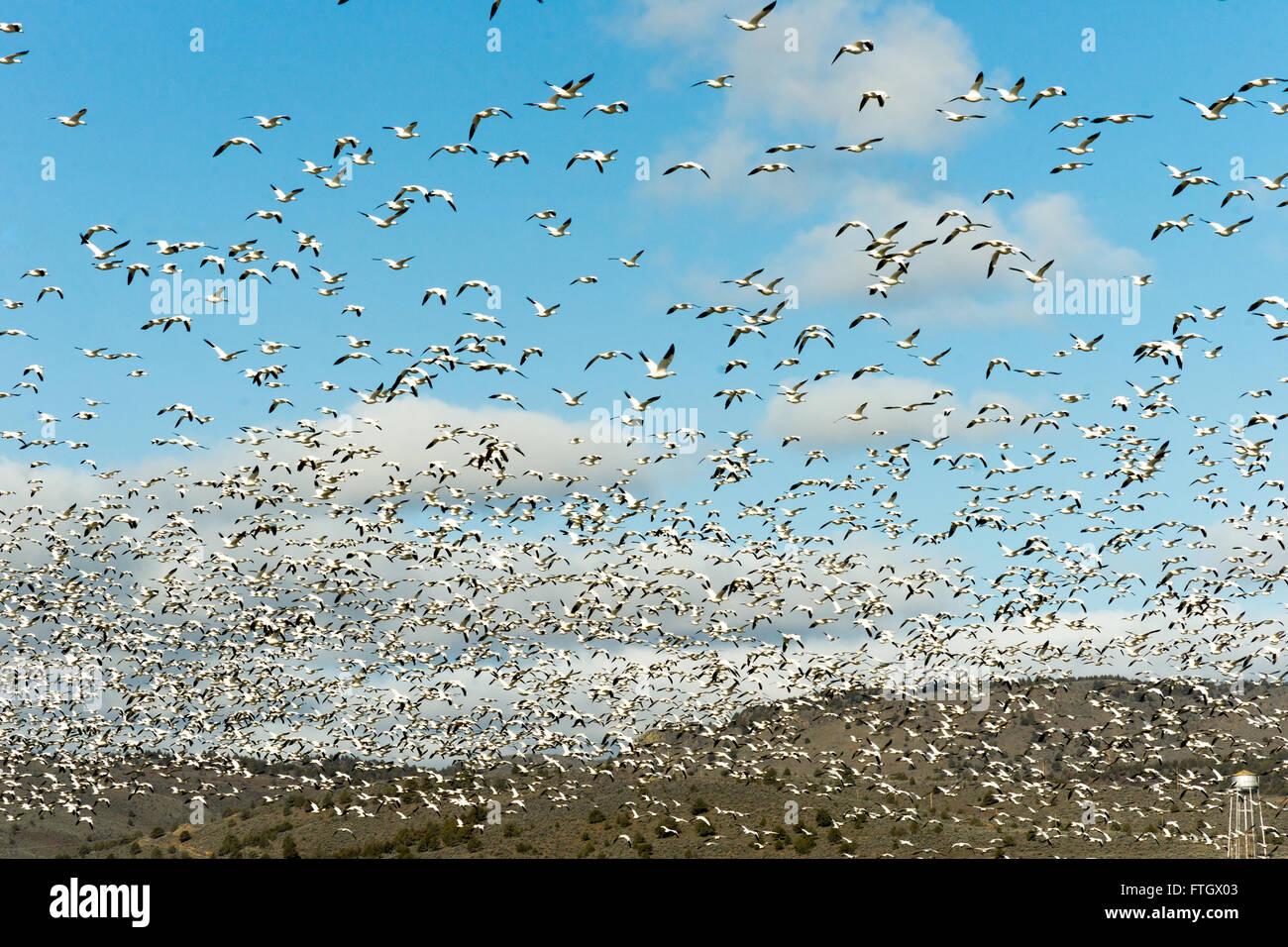 Le oche delle nevi gregge insieme molla di migrazione degli uccelli selvatici Foto Stock