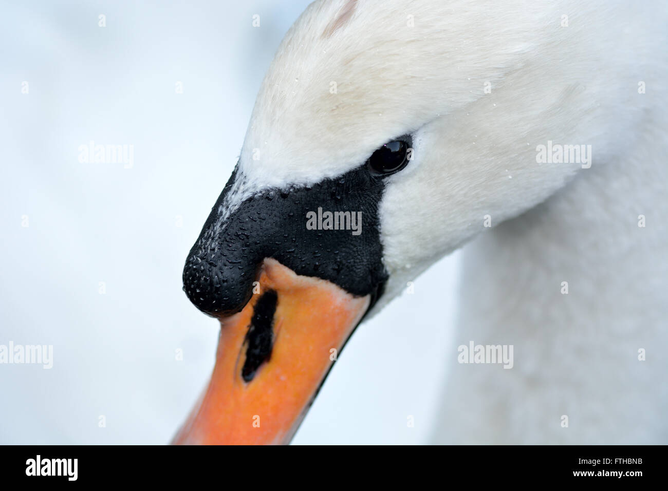 Cigno (Cygnus olor) in prossimità della testa e bill. Bianco grande uccello di acqua nella famiglia anatidi, mostrando distintivo manopola nera Foto Stock