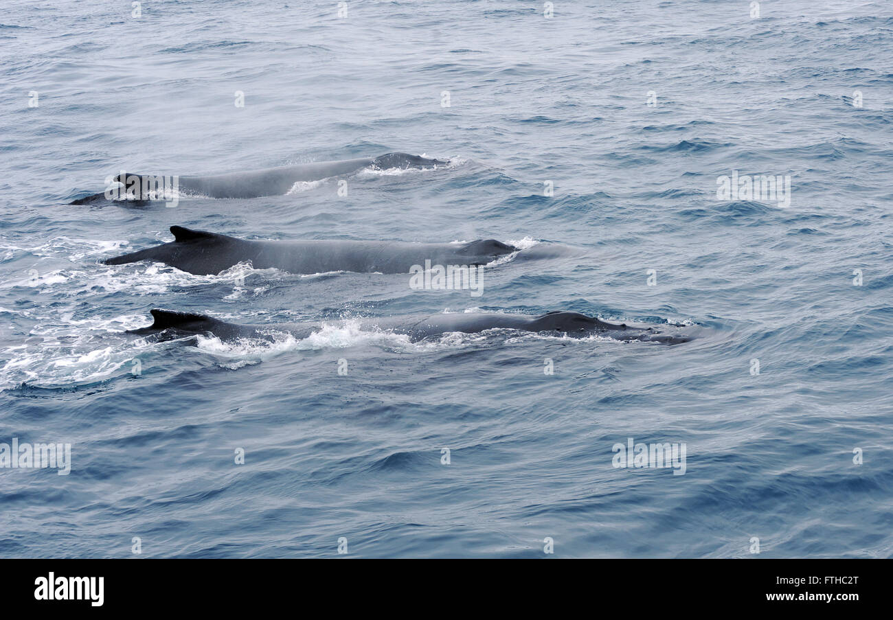 Tre balene humback (Megaptera novaeangliae) nuotare insieme. Isole Sandwich del Sud, Oceano Meridionale. 26Feb16 Foto Stock