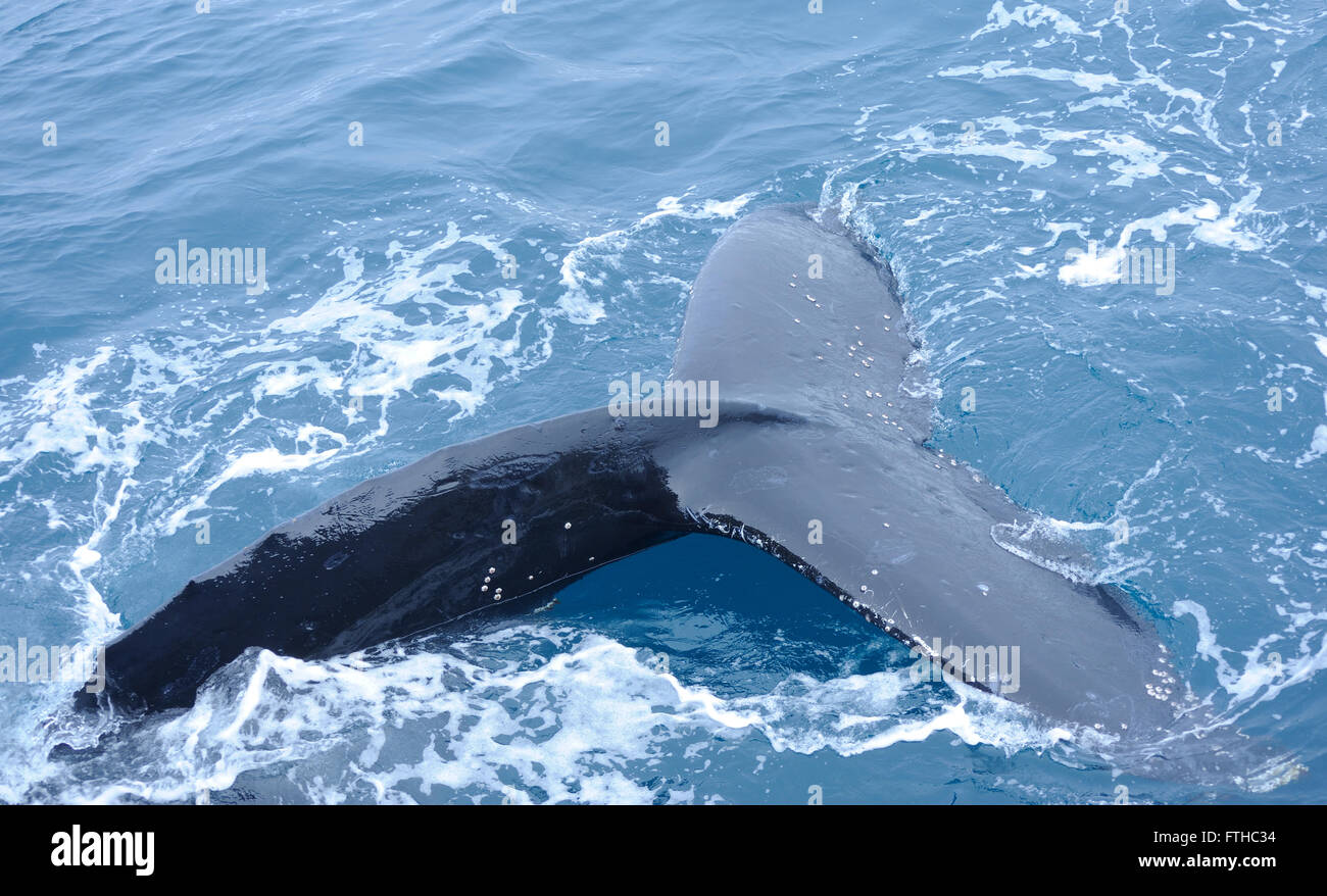 Un Humpback Whale (Megaptera novaeangliae) dives esponendo la sua coda passera nera. Isole Sandwich del Sud, Oceano Meridionale. Foto Stock
