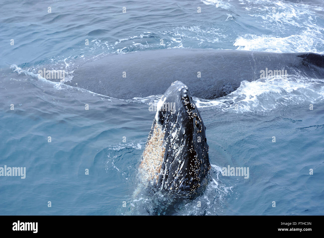 Un giovane Humpback Whale (Megaptera novaeangliae) nuoto con i suoi bastoncini di madre la sua testa fuori dall'acqua. Sandwich del Sud Isola Foto Stock