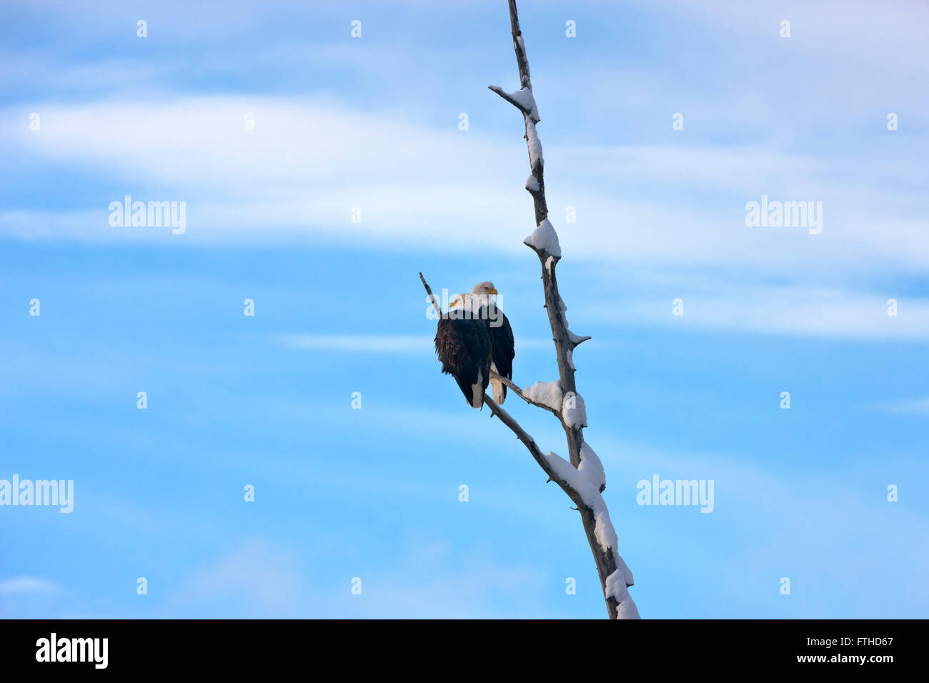 Aquila calva appollaiato su un albero, Alaska, STATI UNITI D'AMERICA Foto Stock
