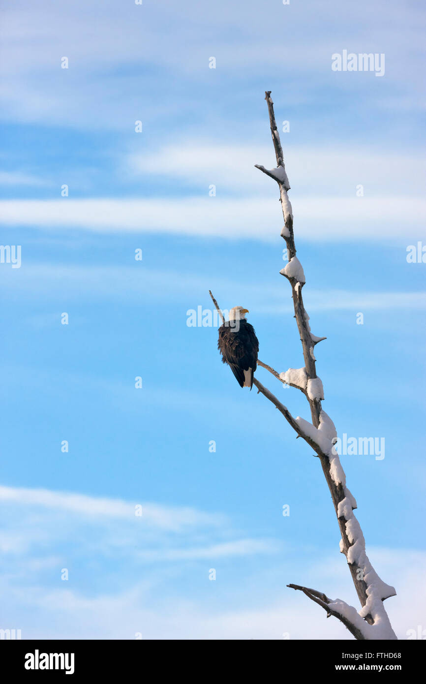 Aquila calva appollaiato su un albero, Alaska, STATI UNITI D'AMERICA Foto Stock