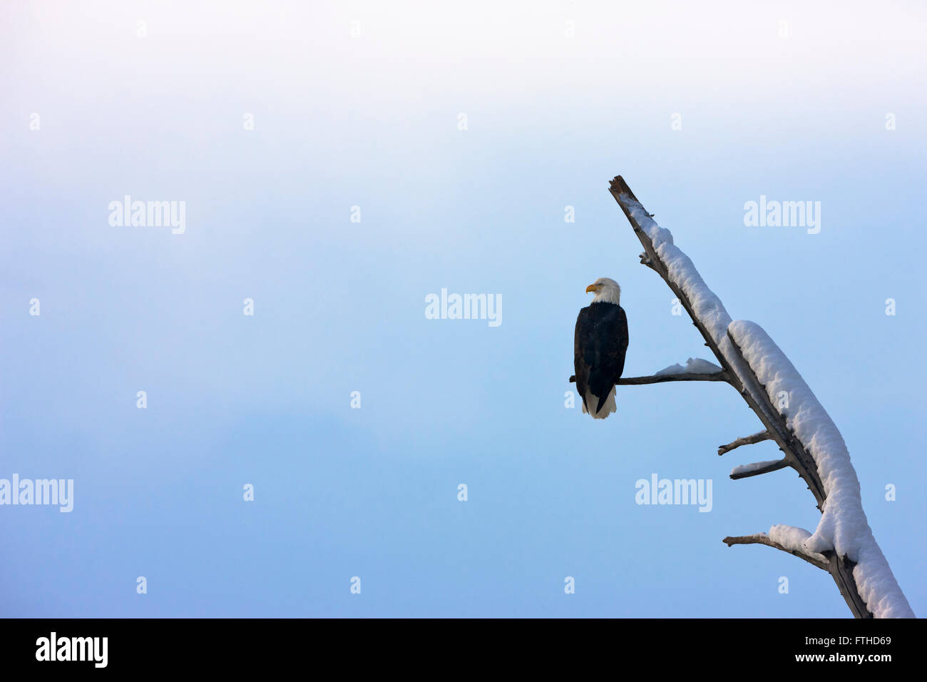 Aquila calva appollaiato su un albero, Alaska, STATI UNITI D'AMERICA Foto Stock