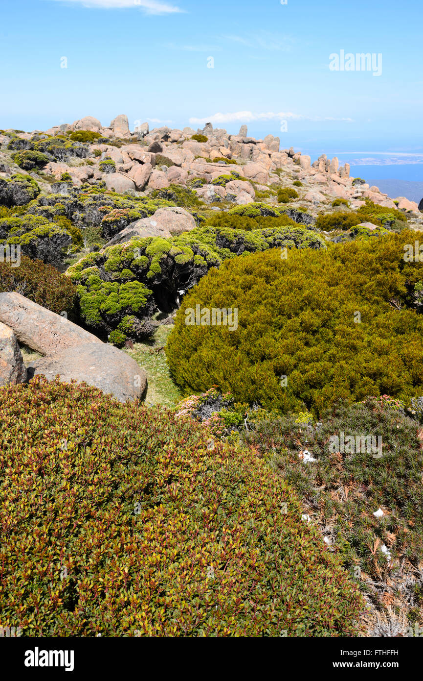 Vegetazione sulla vetta del Monte Wellington, Hobart, Tasmania, Australia Foto Stock