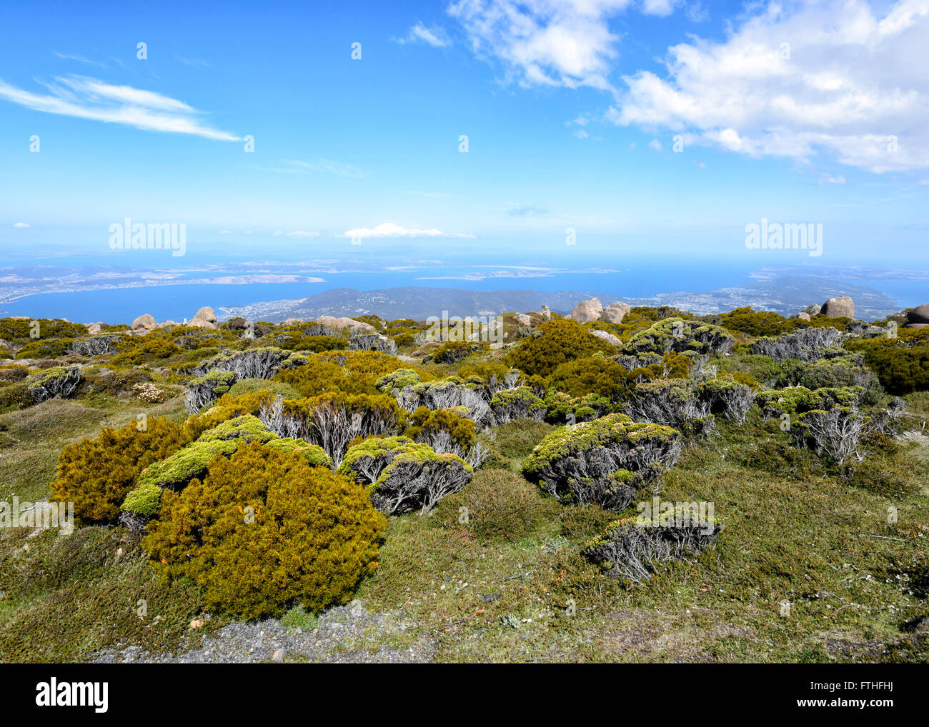 Vegetazione sulla vetta del Monte Wellington, Hobart, Tasmania, Australia Foto Stock