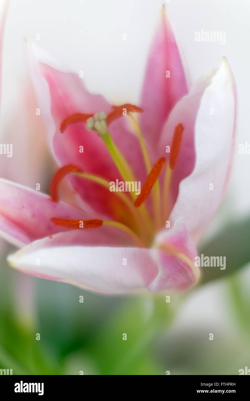 Oriental lily stargazer fotografata utilizzando soft tecnica di messa a fuoco Foto Stock
