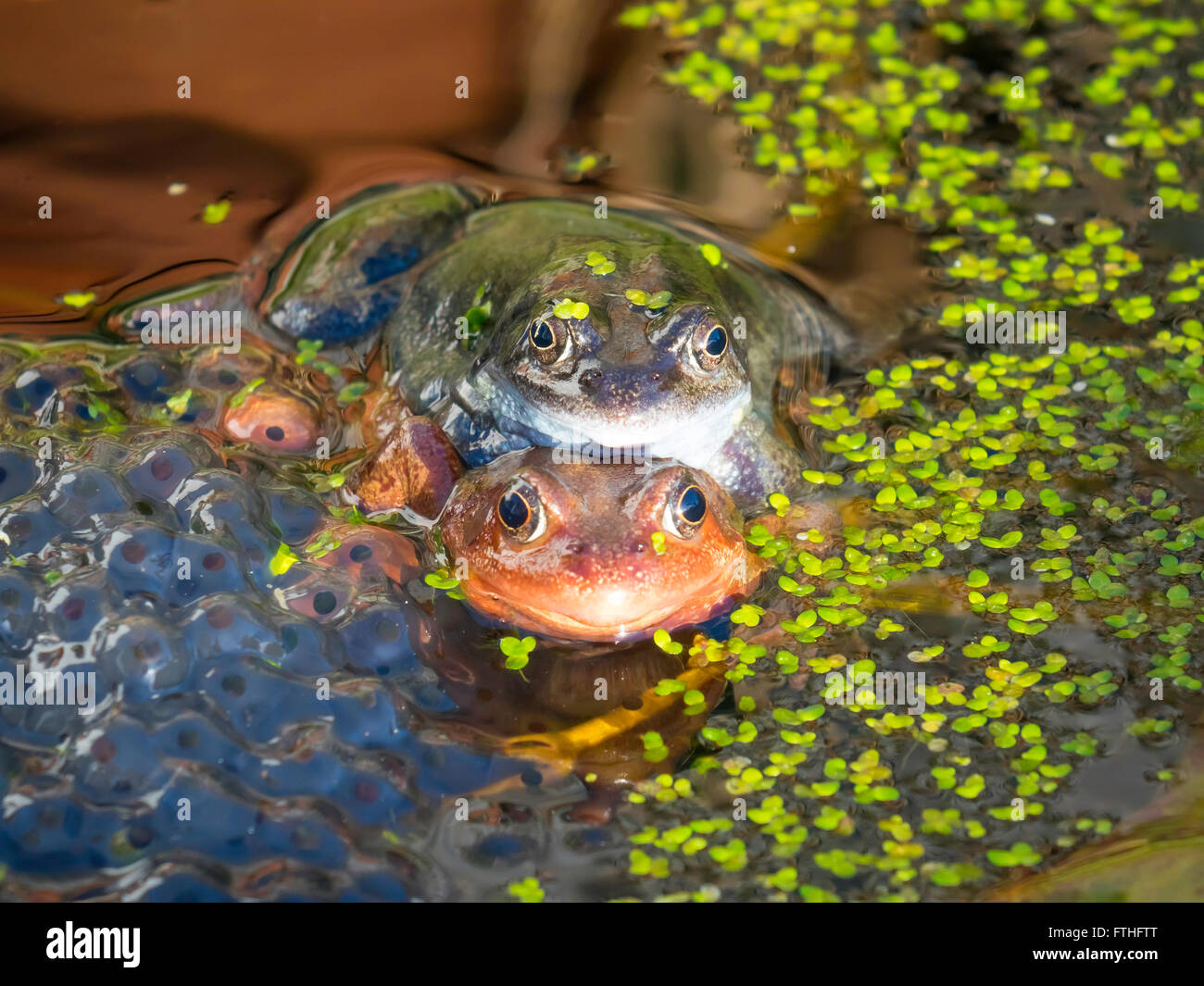Accoppiamento rane comuni "Rana temporaria' in un laghetto in giardino. Foto Stock