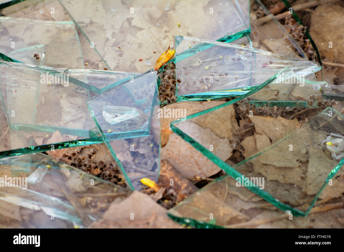 In frantumi il vetro sul suolo della foresta. Preso in primavera gli alberi sono cadere semi (sotto vetro). Mostra confine tra uomo e natura. Foto Stock