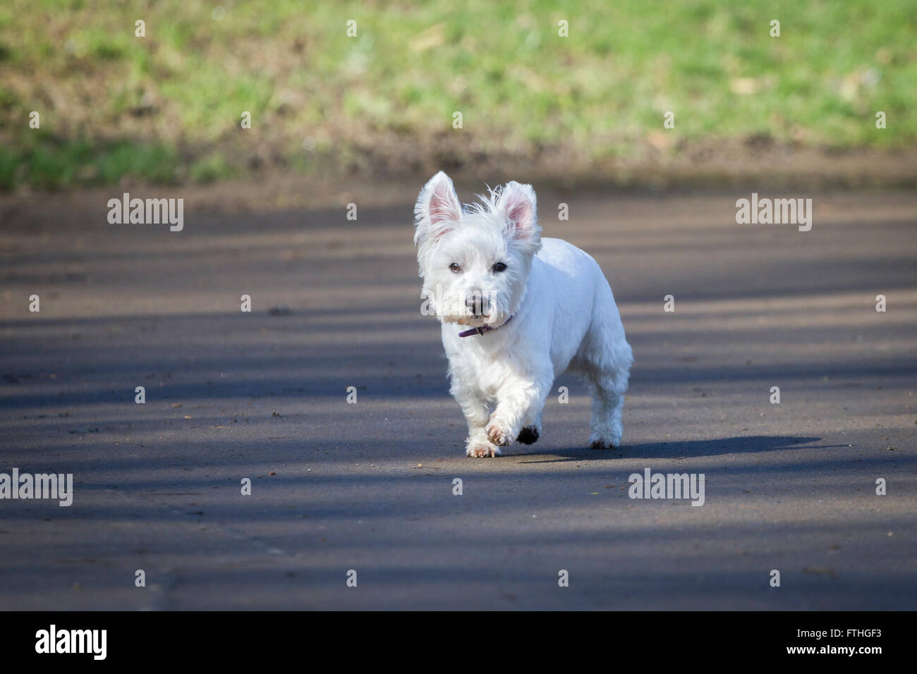 West Highland White Terrier passeggiate in Abington Park, Northampton. Foto Stock