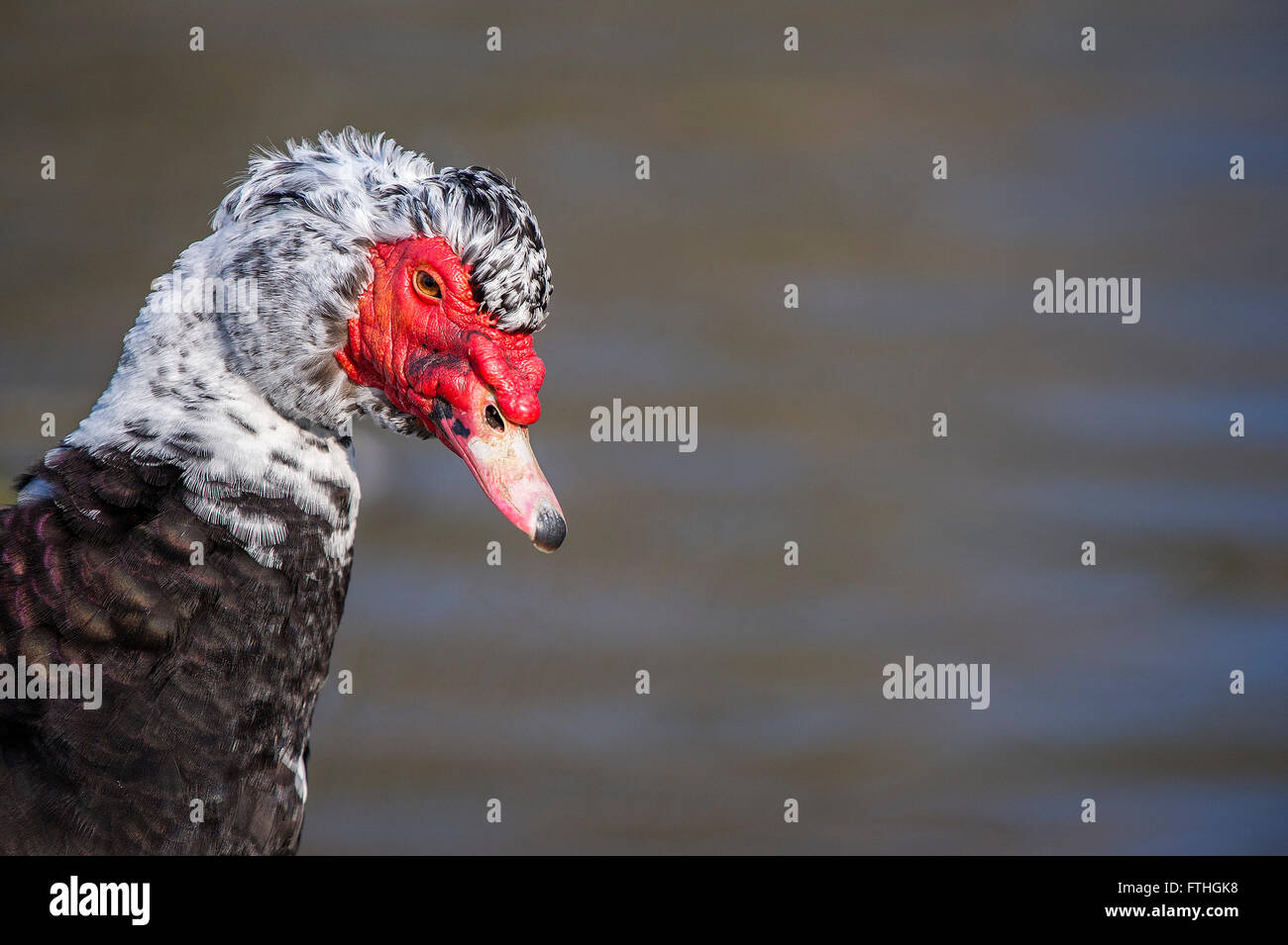 Un pezzati anatra muta. Foto Stock