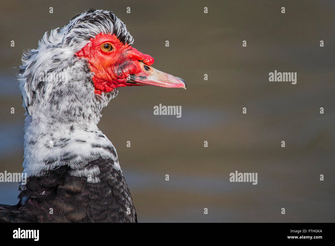 Un pezzati anatra muta. Foto Stock