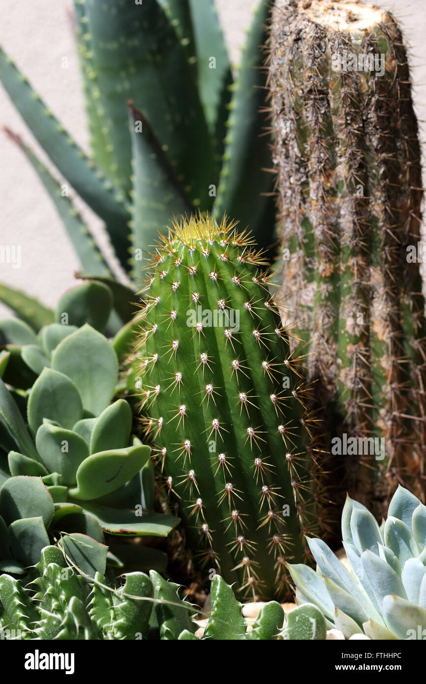 Echinopsis spachiana, golden torcia torcia bianca cactus, colonna d'oro, Trichocereus spachianus Foto Stock