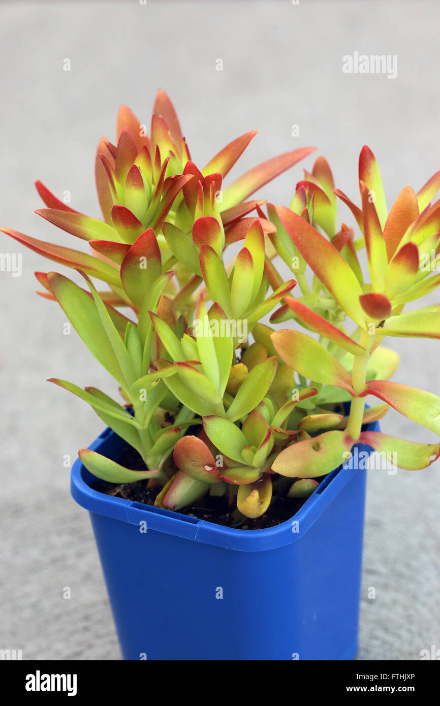 Crassula Capitella Campfire succulente Foto Stock