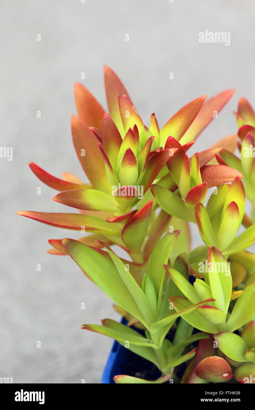 Crassula Capitella Campfire succulente Foto Stock