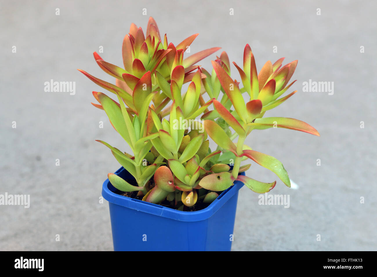 Crassula Capitella Campfire succulente Foto Stock
