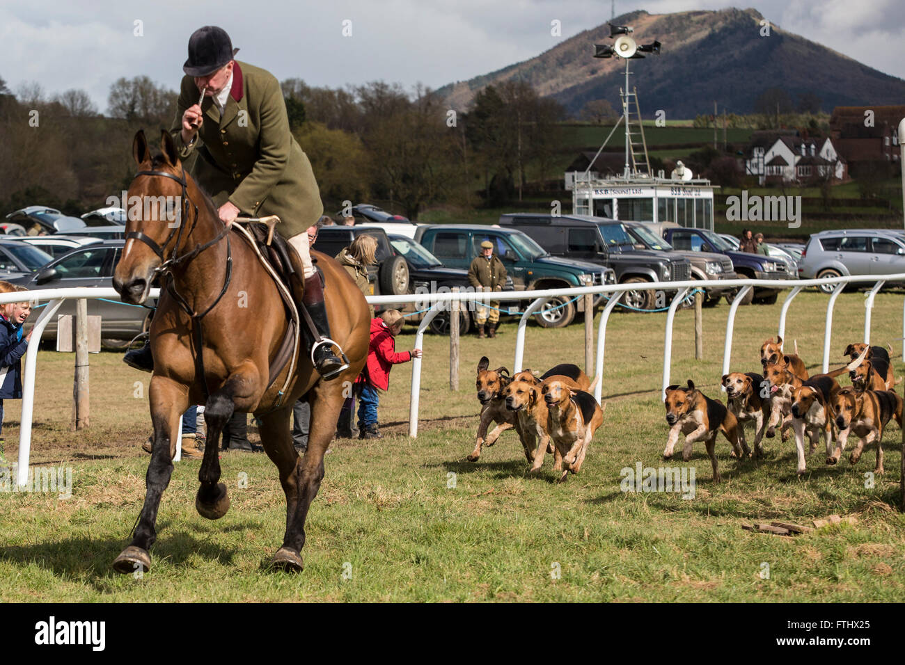 Maestro di caccia Leads Fox Hounds lungo il lato di una pista durante una presentazione dei segugi a una gara di riunione. Foto Stock