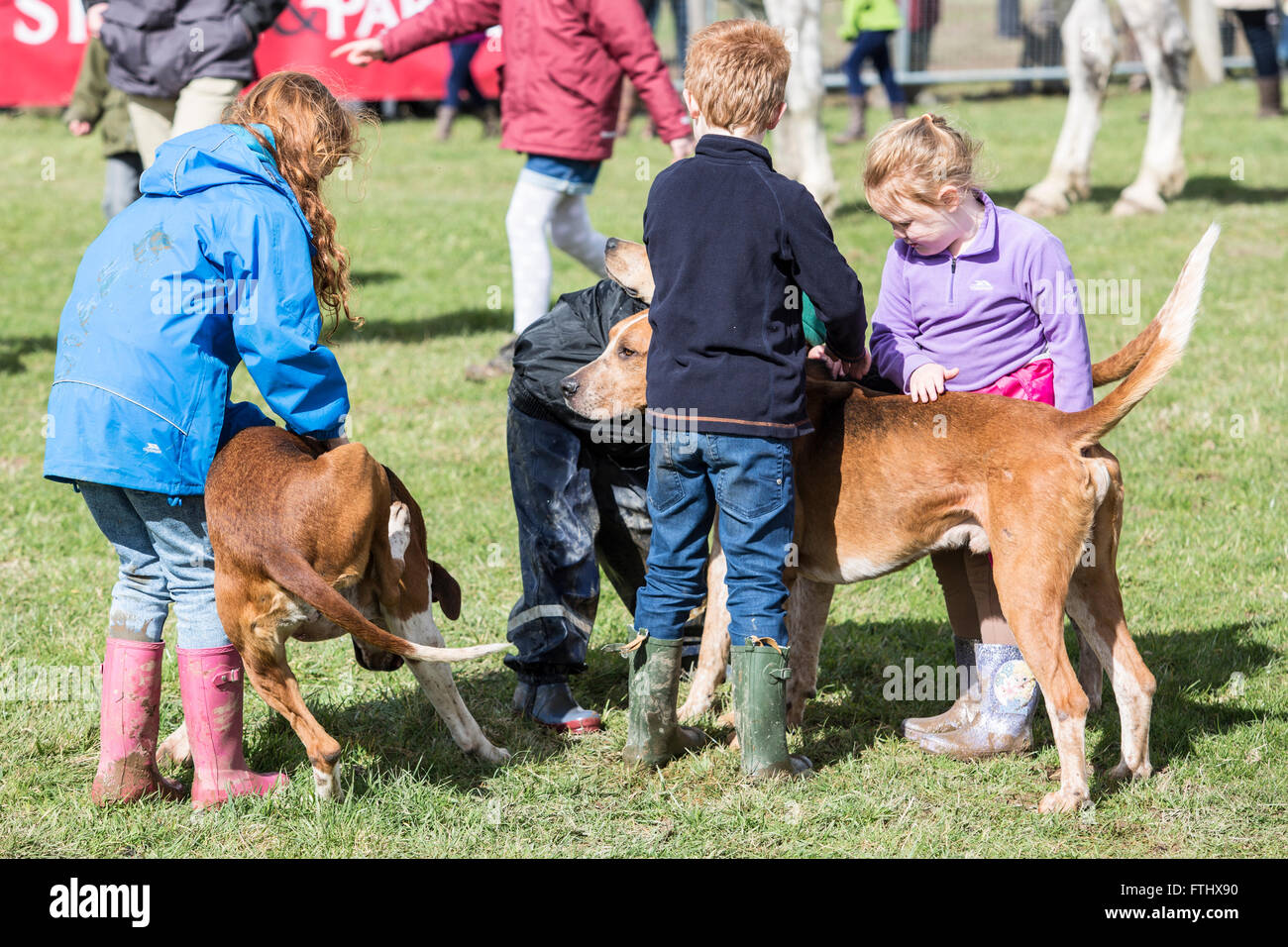 Bambini che giocano con Fox Hounds. I bambini sono spesso incoraggiati a giocare con i segugi per mostrare la natura dolce del hounds. Foto Stock