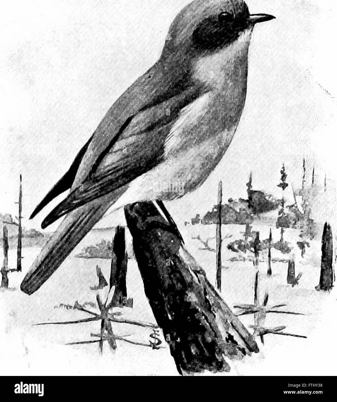 L'American Natural History; una base di conoscenze utili degli animali superiori del Nord America (1904) Foto Stock