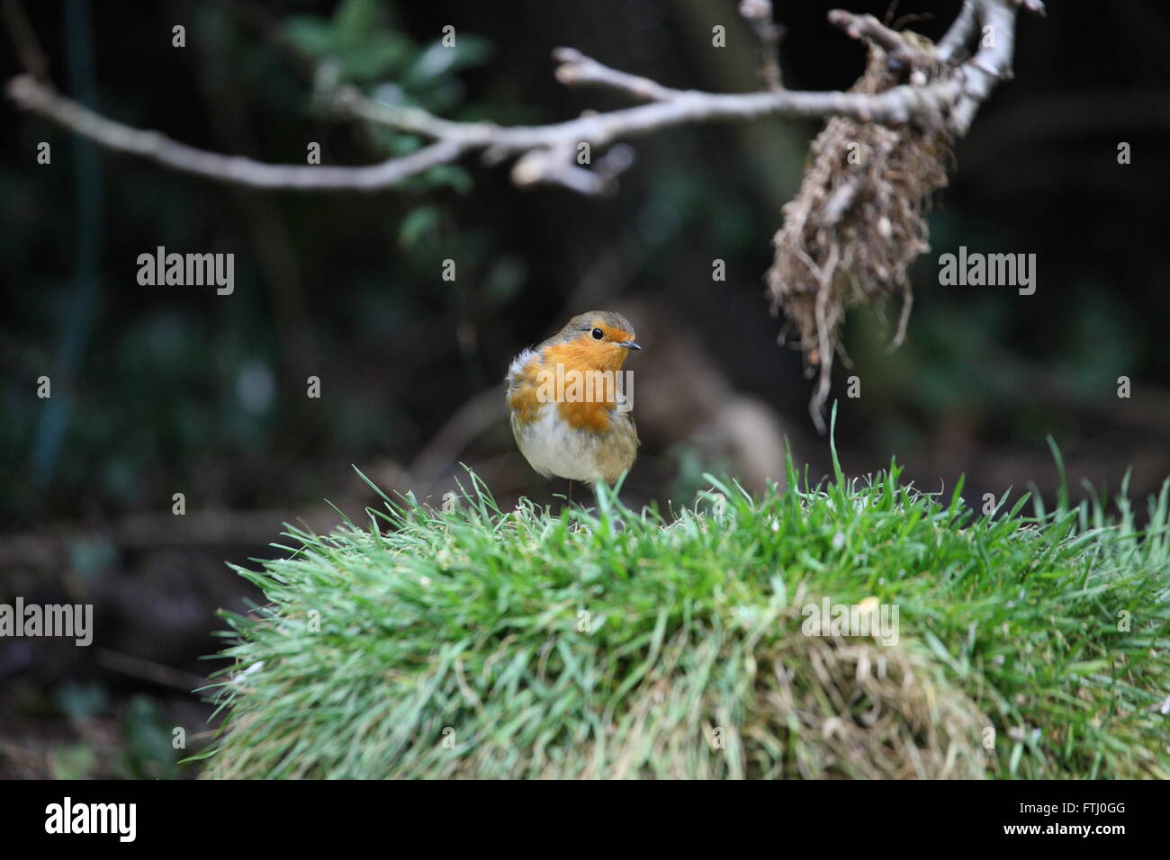 Robin,Erithacus rubecula,giardino selvaggio bird,seduto su un tumulo guardando la telecamera,lateralmente al di sotto di un ramo di albero Foto Stock