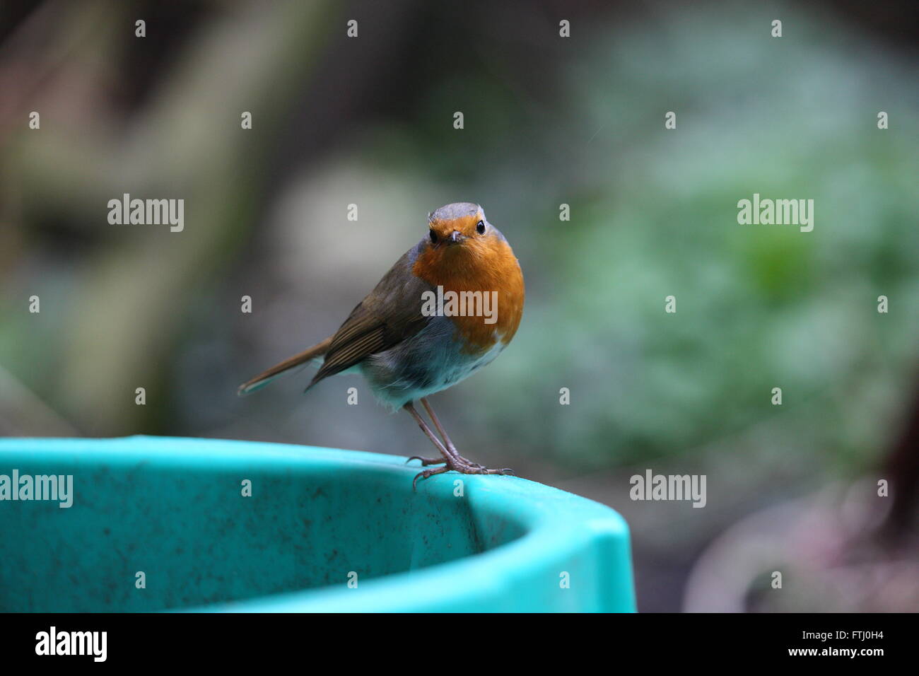 Robin,Erithacus rubecula,giardino selvaggio bird,seduto su una vasca di verde guardando la telecamera Foto Stock