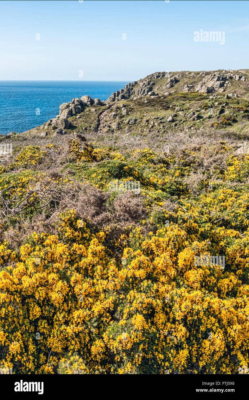 Fiore giallo Gorse in un paesaggio costiero panoramico a Lands End, Cornovaglia, Inghilterra, Regno Unito Foto Stock